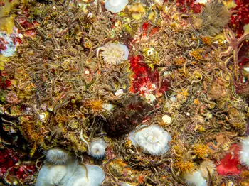 brittle star