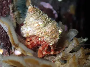 Hermit Crab