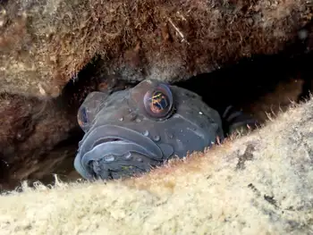 prickly sculpin