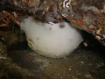 White Nudibranch