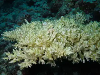 Coral