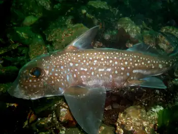 Ratfish