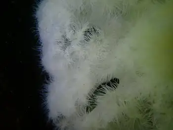 Metridium Anemone