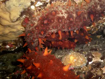 California Sea Cucumbers