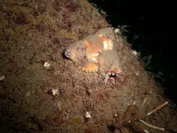 Rhinoceros Crab