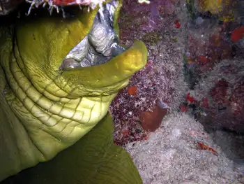 Green Moray Eel