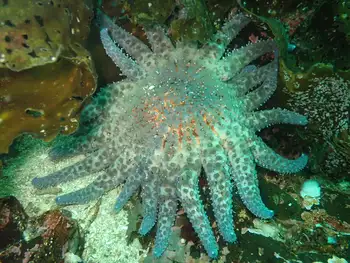 Sunflower Star