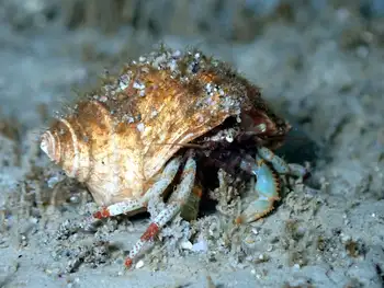 Hermit Crab