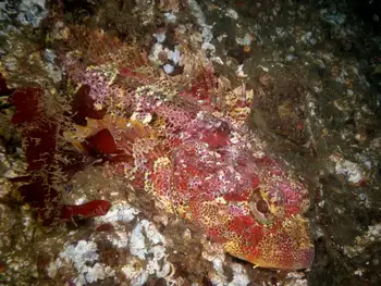 Red Irish Lord Sculpin