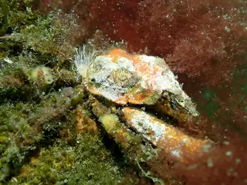 Sharp Nosed Crab