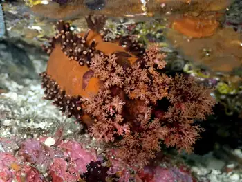 Black Sea Cucumber
