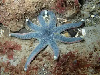 Morning Sun Star