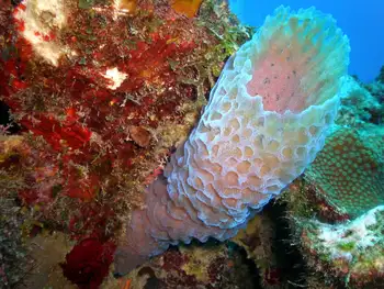 Azure Vase Sponge