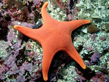 Vermilion Star