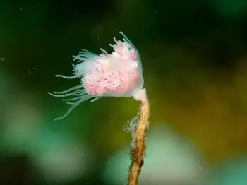 Fairy Palm Hydroid