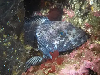 Lingcod