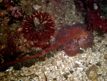 Giant Pacific Octopus
