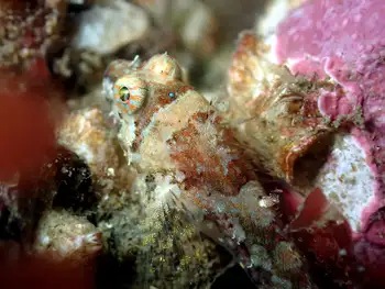Sculpin