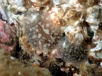 Barnacle Eating Nudibranchs