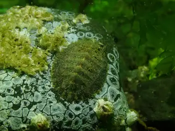 Chiton