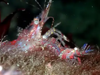 Kincaid Shrimp