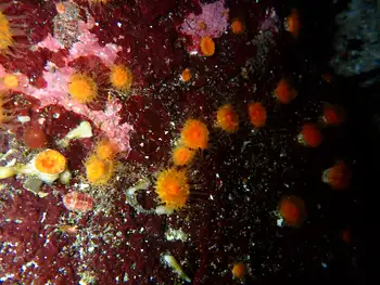 coral polyp