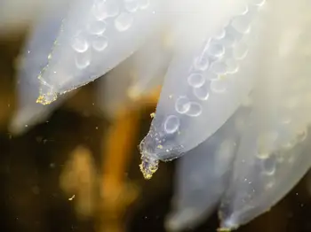 eggs opalescent squid