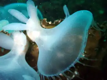 Hooded Nudibranch