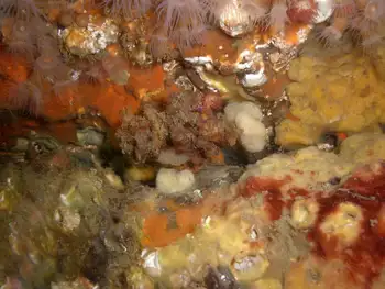 Sponges