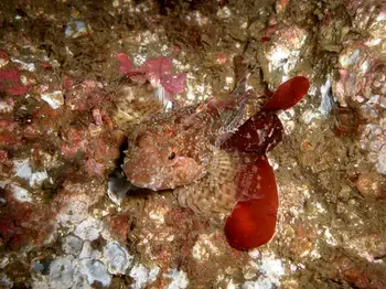 Sculpin
