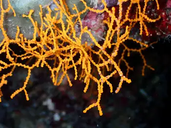 yellow white clathria coral