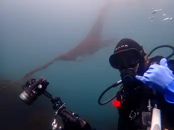Bull Kelp