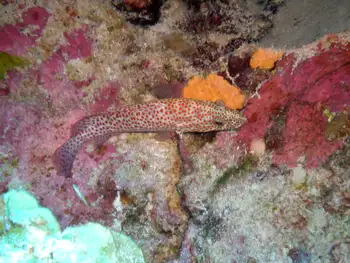 Tiger Grouper