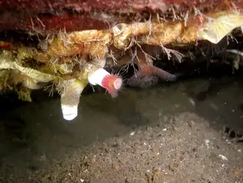 Red Trumpet Calcareous Tube Worm