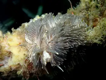 Shaggy Mouse Nudibranch
