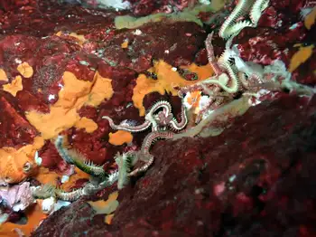 Daisy Brittle Star