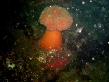 Metridium Anemone