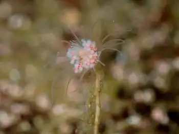 Fairy Palm Hydroid