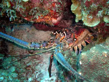 Caribbean Spiny Lobster