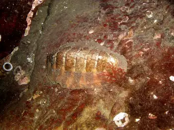 Chiton