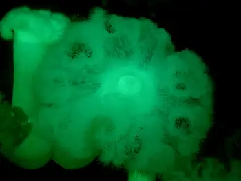 Metridium Anemones