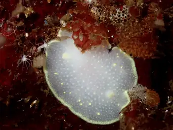 Yellow Margin Dorid