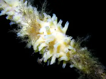 Sponge
