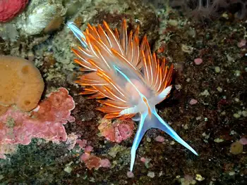 Horned Nudibranch