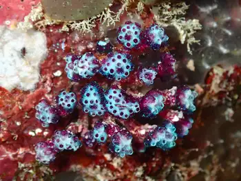 Coral