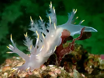 Multicolor Dendronotid