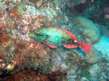 stoplight parrotfish
