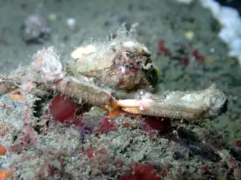 Longhorn Decorator Crab