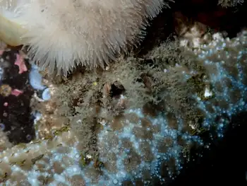 graceful decorator crab