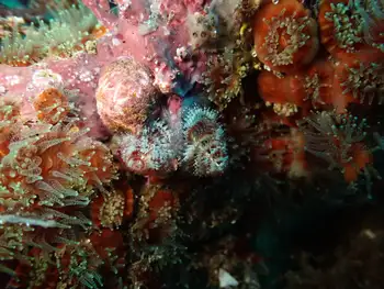 feather duster worm